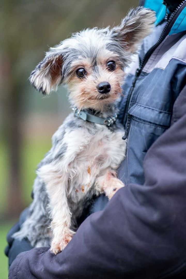 Pikador Soukrom tulek Pro Opu t n A T ran Psy